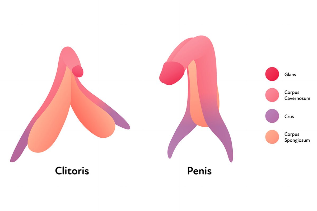 The Penis and Clitoris: More Similar Than You Think - FirmTech Inc